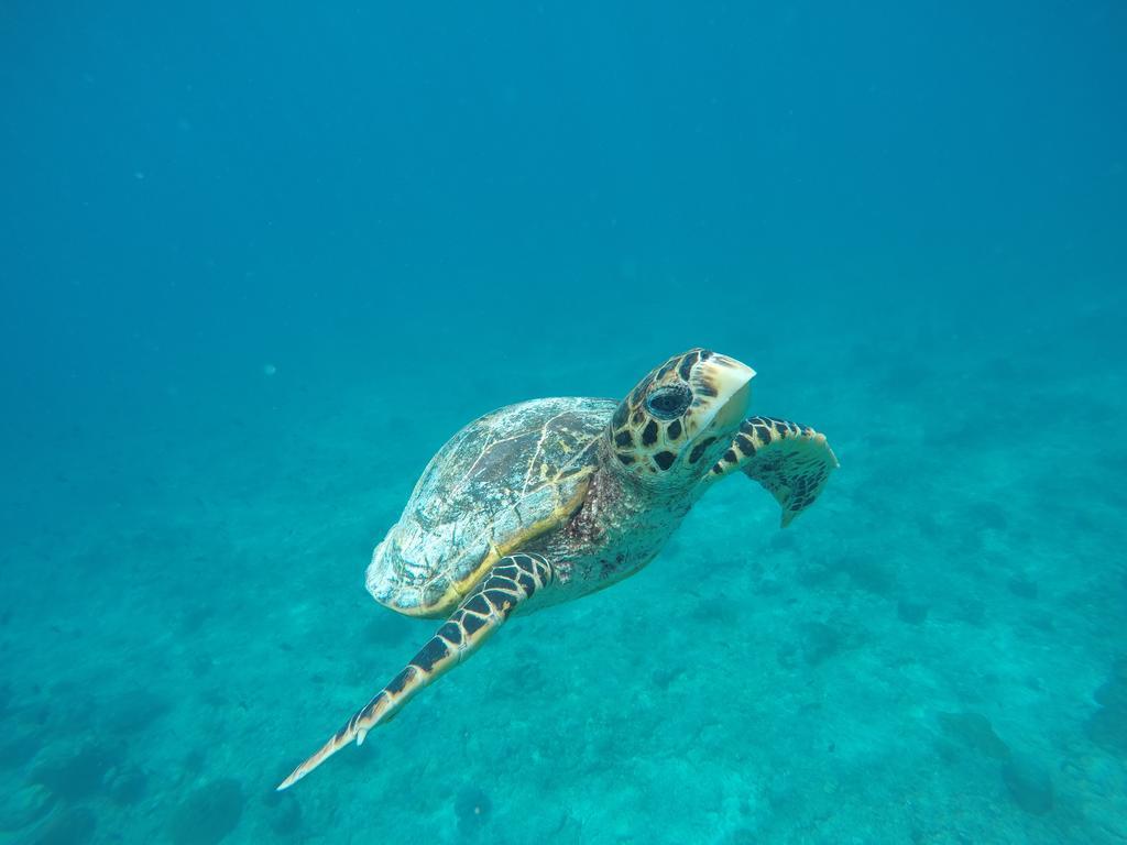 מלון הורה Maldives Seashine מראה חיצוני תמונה