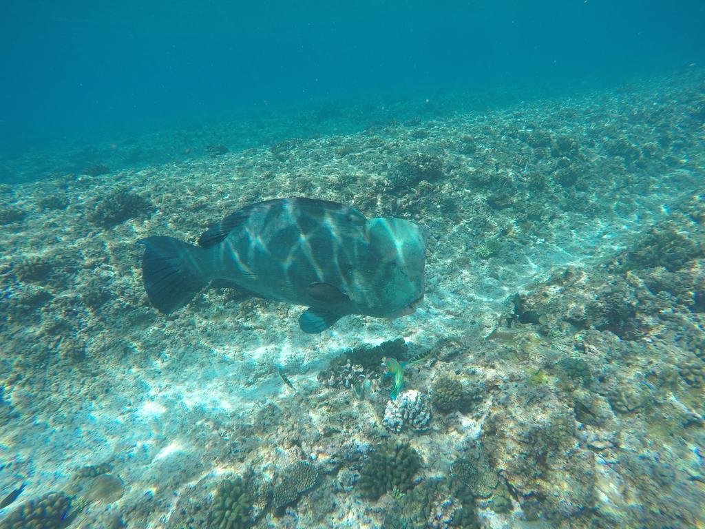 מלון הורה Maldives Seashine מראה חיצוני תמונה